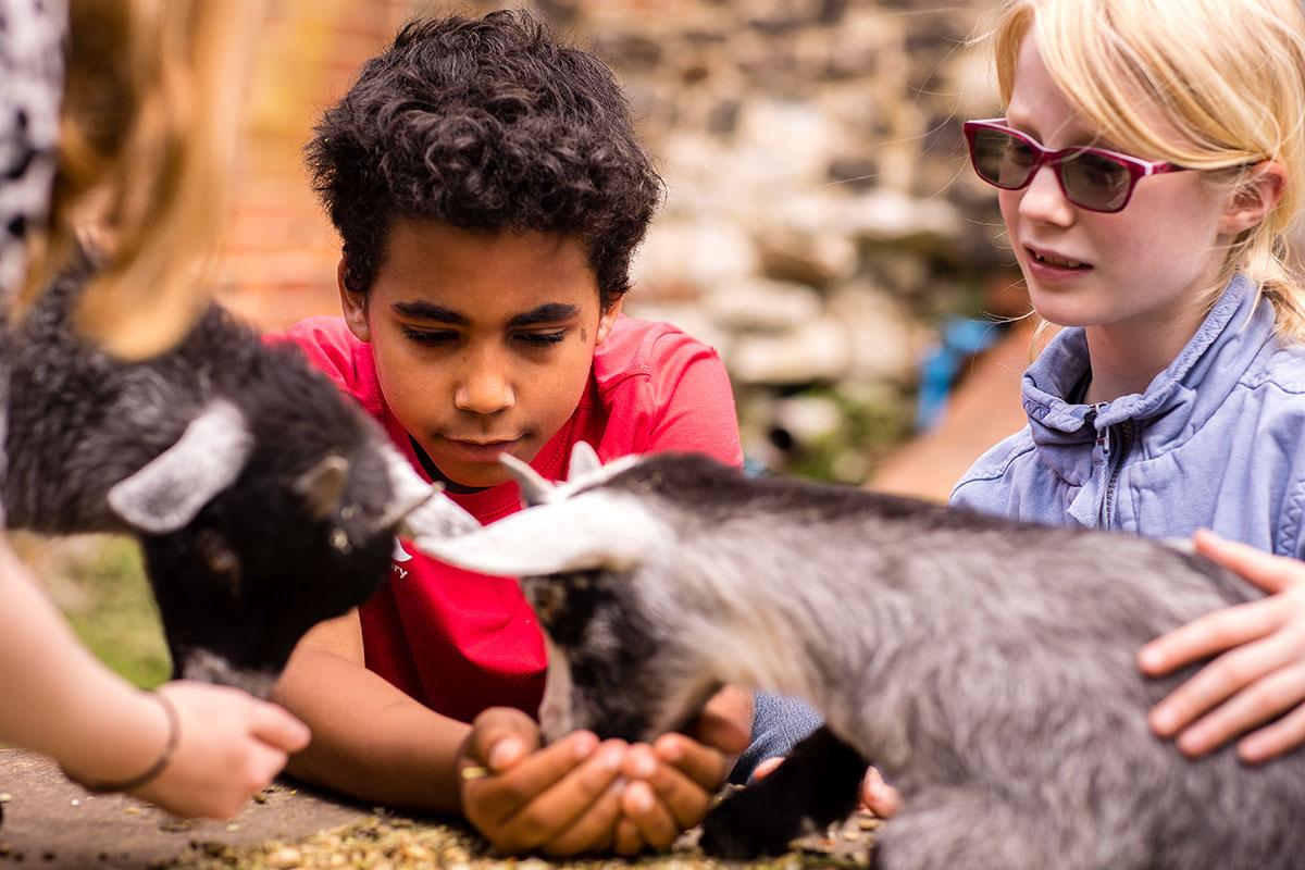 Bedales Prep pupils feeding goats