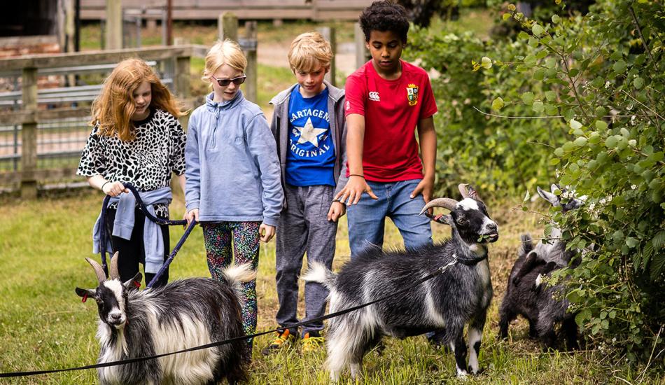 4 children walking four goats