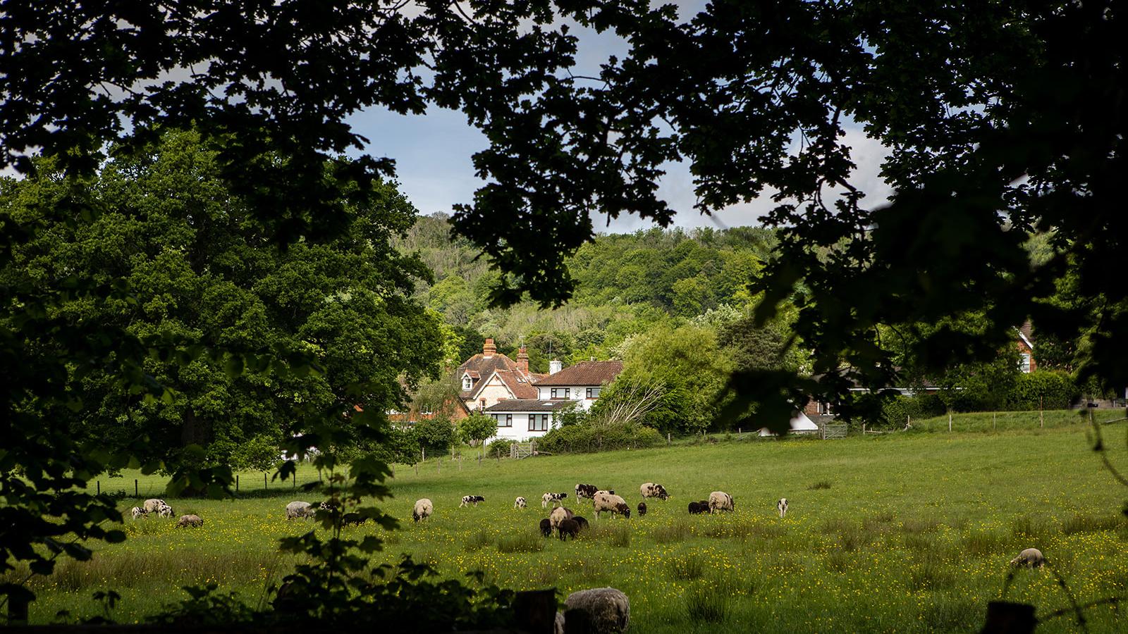 Sheep grazing at Bedales School